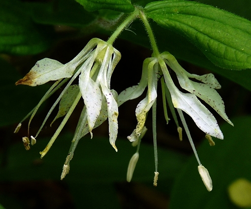 {Prosartes maculata}